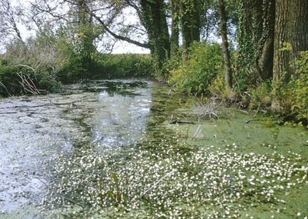 South Elmham Hall Farm pond circa 1960 prior to being infilled in 1970's - John Sanderson