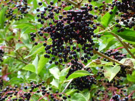 autumn fruits at Lackford Lakes