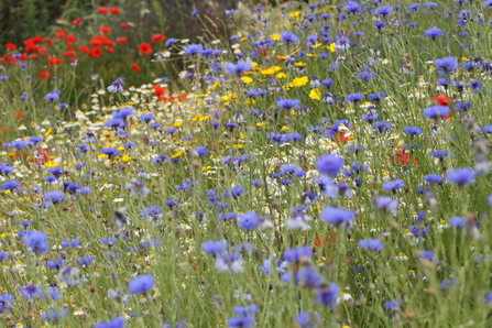 Wildflowers - Steve Aylward