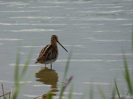 snipe 