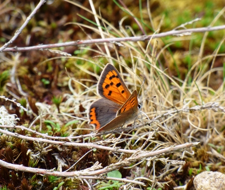 small copper