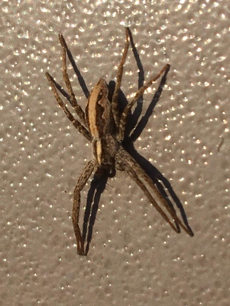 Young nursery web spider basking in the morning sun at Lackford Lakes – Will Cranstoun 