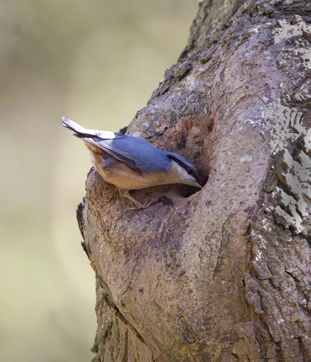 Hintlesham Wood Nuthatch