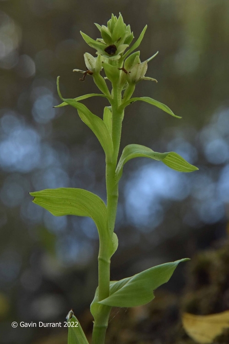 Peloric (mutant form) green-flowered helleborine orchid at Castle Marshes – Gavin Durrant