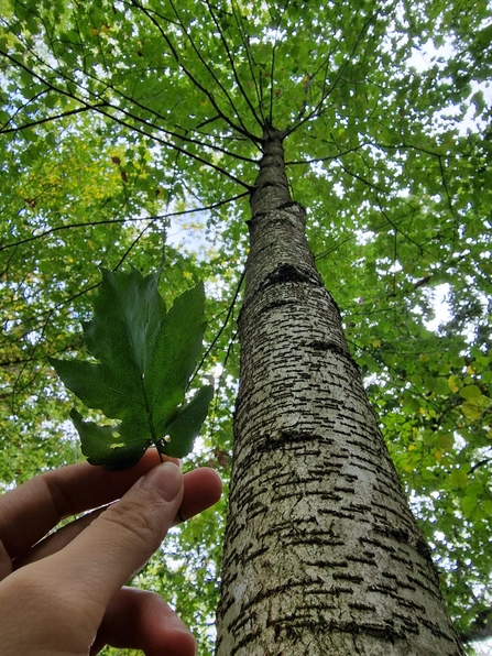 Wild service tree at Bonny Wood – Anneke Emery