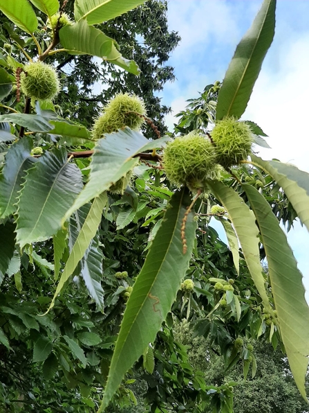 Sweet chestnut at Knettishall Heath – Sam Norris