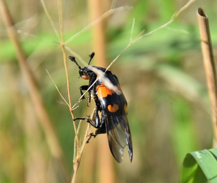 Carrion beetle Nicrophorus vespilloides at Lound Lakes - Sarah Punter 
