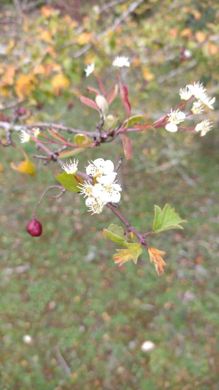Hawthorn in flower at Lackford - Hawk Honey