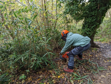 Bamboo removal at Newbourne Springs – Ella Broom 