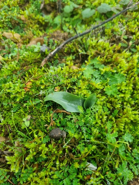 Tiny bee orchid leaf rosette at Lackford Lakes – Joe Bell-Tye 