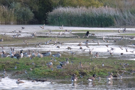 The slough Lackford Lakes November 2022