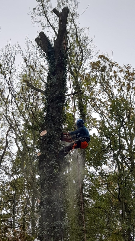 Tree veteranisation at Bradfield Wood - Alex Lack