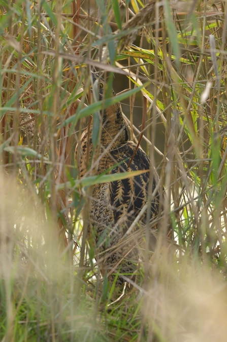 Bittern hiding in the reeds on Peto’s Marsh – Gavin Durrant 
