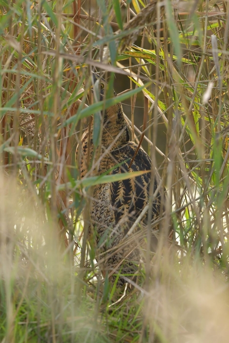 Bittern hiding in the reeds on Peto’s Marsh – Gavin Durrant