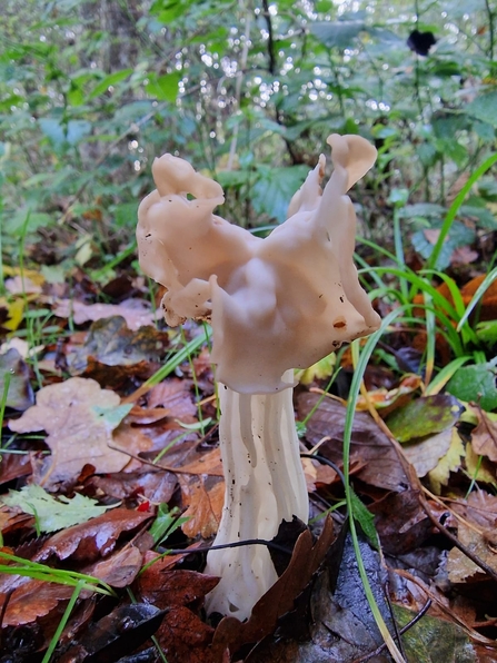 White saddle fungus Helvella crispa –Anneke Emery