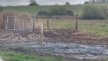 Buzzard – Andrew Excell
