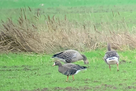 Eurasian white-fronted geese - Justin Zantboer 