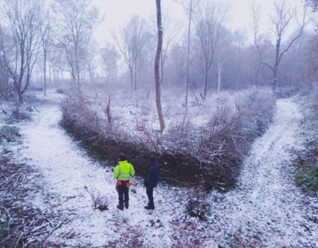 Last year's coppice coupe – Bradfield Woods  – Anneke Emery 