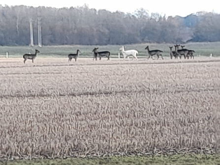 White deer at Trimley Marshes – Joe Underwood 