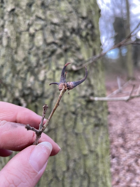 Ram's horn gall at Redgrave & Lopham Fen - Lauren Mack