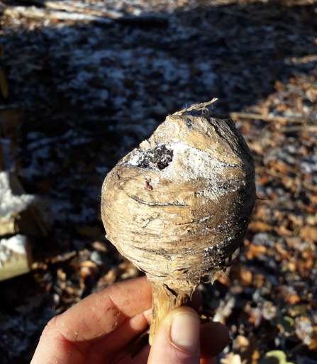 Suspected gall from the honeysuckle gall midge – Cormac Adlard 