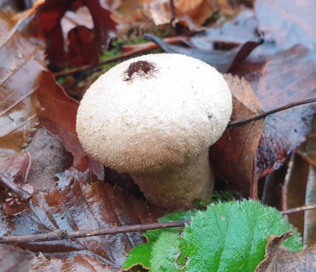 Common puffball- Dan Doughty 