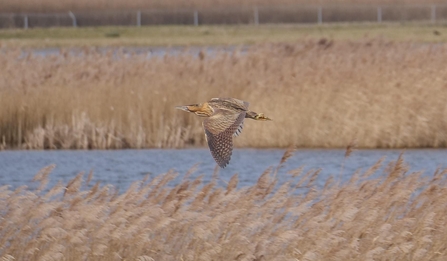 Bittern in flight, Carlton Marshes, Dave Bonner