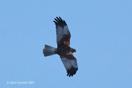 Male orange tag AX marsh harrier at Carlton Marshes, Gavin Durrant