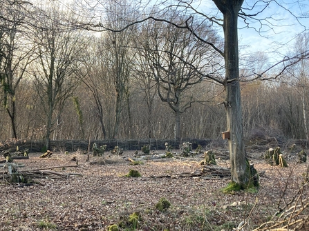 Coppice coupe at Reydon Woods, Matt Gooch 