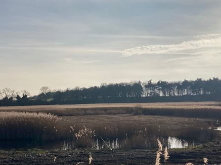 Hen reedbeds, Matt Gooch