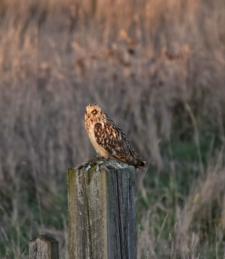 Short eared owl at Trimley Marshes, Carl Earrye