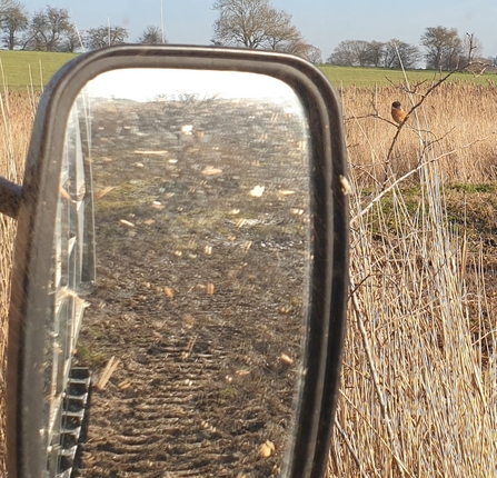 Stonechat viewed from the softrak, Dan Doughty 