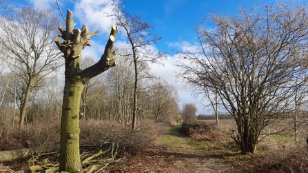 Boundary oak pollard at Bradfield Woods, Alex Lack 