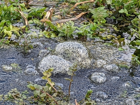 Frogspawn at Church Farm, Jamie Smith 