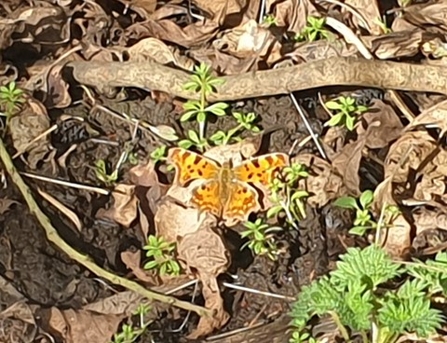 Comma butterfly, Dan Doughty