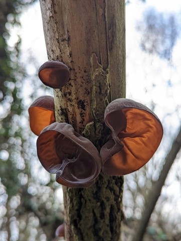 Jelly-ear fungus, Ella Broom