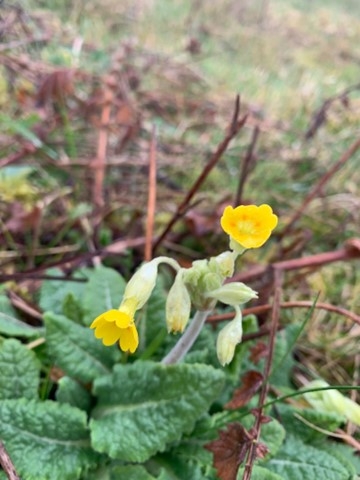 Cowslip, Blackbourn Valley, Linsey Gray