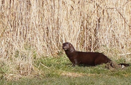 American mink, Matt Gooch. 