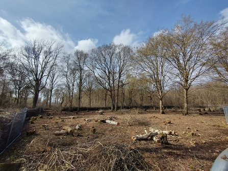 Coppice coupe at Reydon Woods, Jamie Smith 