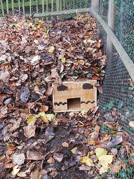 Hedgehog house