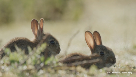 Rabbits at Lackford Lakes, BBC Wild Isles, Simon King