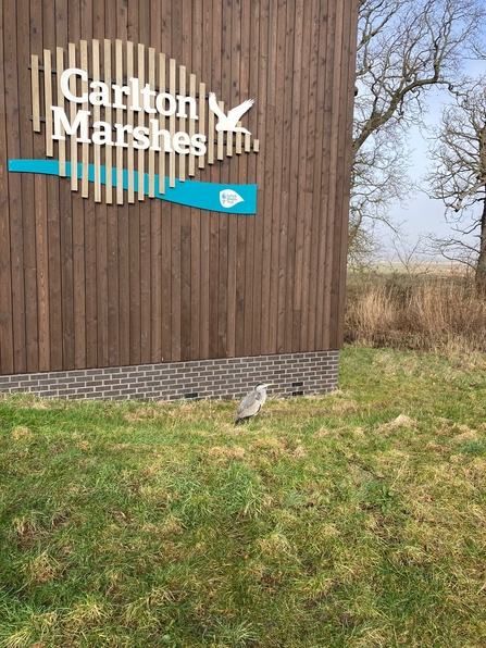 Bold heron at Carlton Marshes, Lewis Yates 