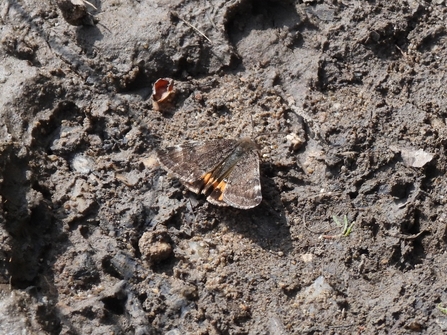 Light orange underwing moth - Neil Sherman