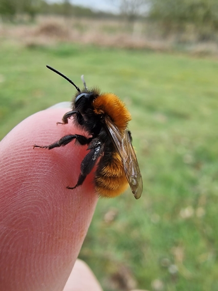 Tawny mining bee – Anneke Emery 