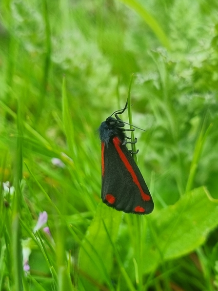 Cinnabar moth at Lackford – Joe Bell-Tye 