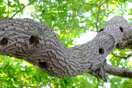 Woodpecker holes in a mature oak tree, Maddie Lord