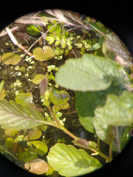 Fen raft spider eating a damselfly, Carlton Marshes, Lewis Yates
