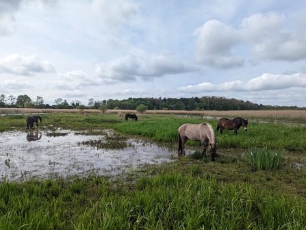 Ponies conservation grazing at Hen Reedbeds – Jamie Smith 