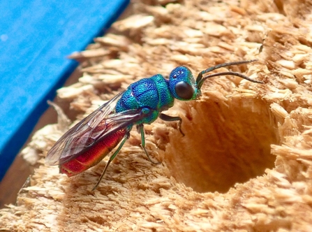 Ruby-tailed wasp on the bee hotel at Lackford Lakes – Hawk Honey 