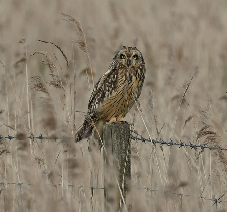 Short eared owl at Trimley Marshes – Carl Earrye 